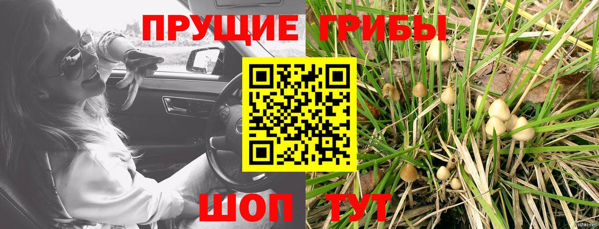 купить закладку  Вход с VPN  Щёлково  Псилоцибиновые грибы Psilocybe  Галлюциногенные грибы ЛСД 